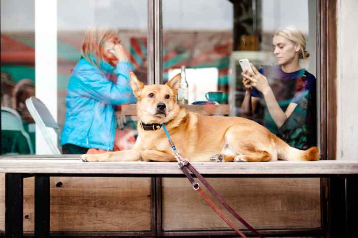 Почему не рекомендуется разговаривать по телефону во время прогулки с собакой